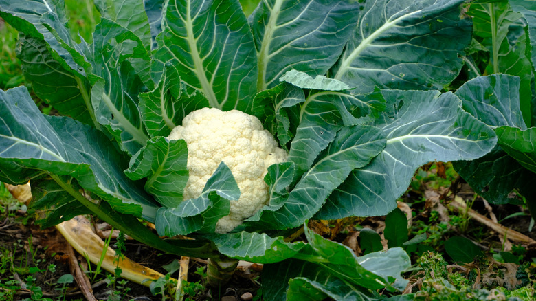 A shot of one cauliflower with perfect color and surrounded by its huge leaves