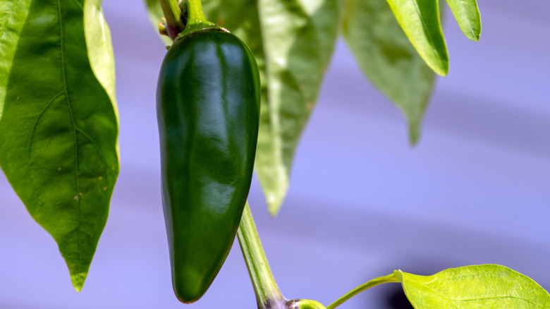 A large and ready to pick green jalapeños growing on its plant