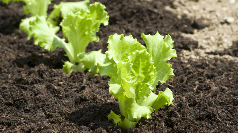 A close up shot of young lettuce leaves growing in fresh compost