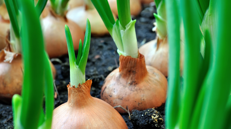 A close up of several closely packed onions growing in a garden bed