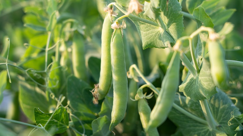 A close up of a set of plump pea pods ready to be picked