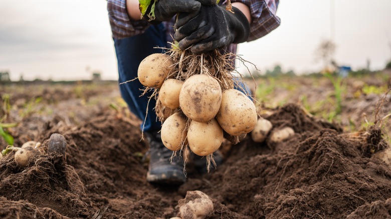 A person kneeling on the ground showing a bunch of freshly pulled potatoes in front of them