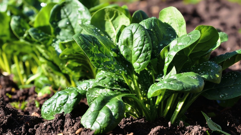 A row of freshly watered spinach growing healthily in soil