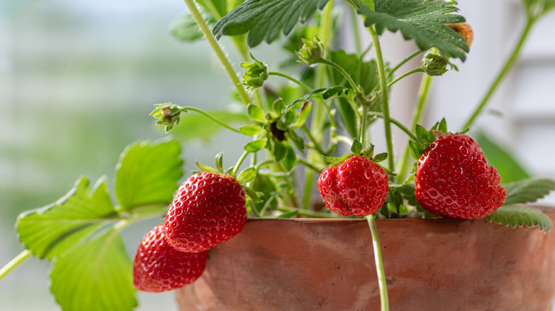 A close up of strawberries growing in a pot with some ready to be picked