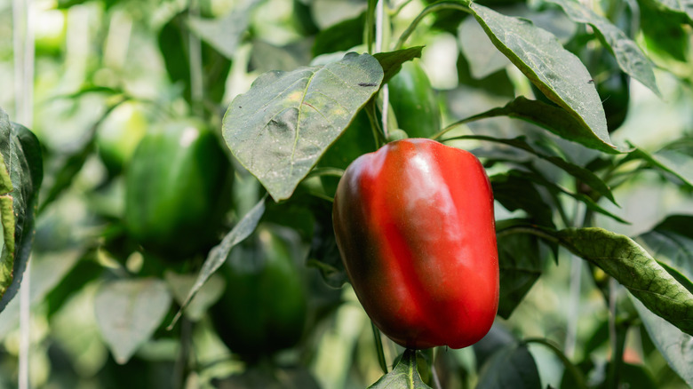 A close up of a large sweet pepper hanging from the plant, which is blurred in the background