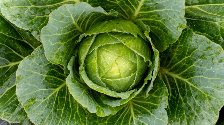 A close-up of a green cabbage growing