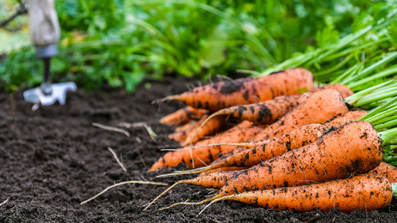 A bunch of carrots sit on top of the soil.