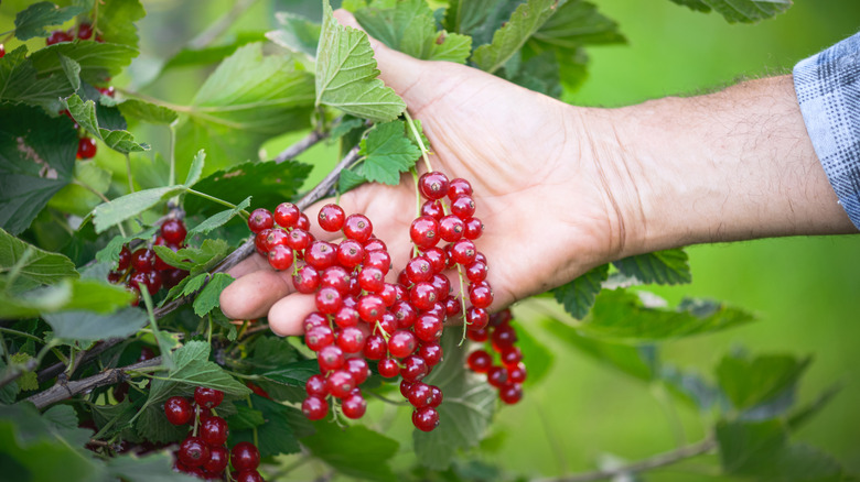 A hand holds a bunch of fresh red currants growing on a bush.