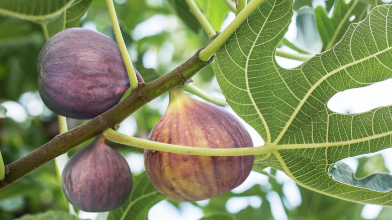 Figs grow on a tree branch.