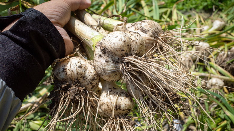 A hand holds freshly harvested heads of garlic.