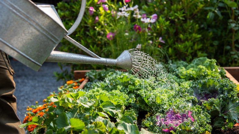 A person waters leafy greens in a home garden bed.