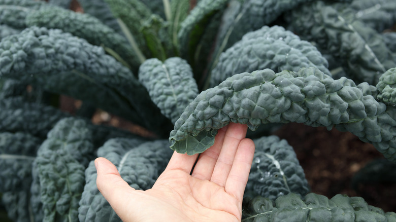 A hand lifts a dino kale leaf off of a big kale plant.