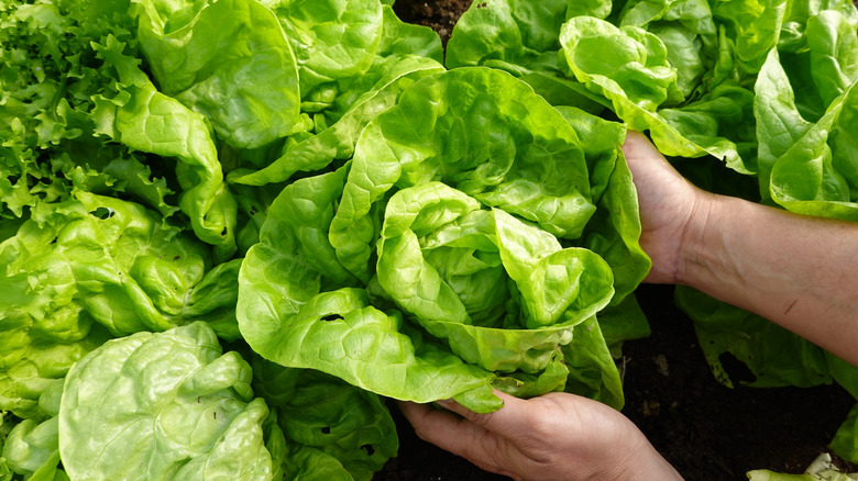 A hand picks up a lettuce plant.