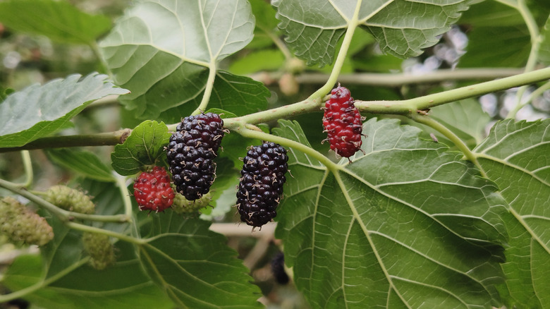 Mulberries grow on a branch.