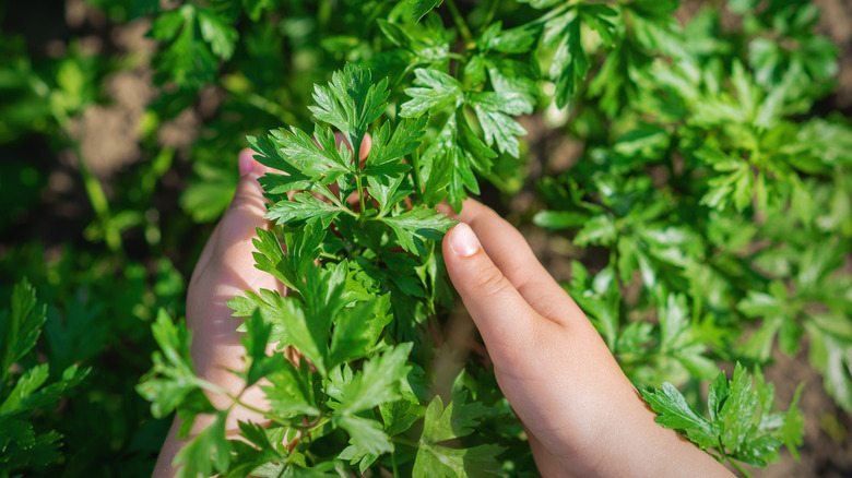 Hands hold the leaves of a parsley plant.