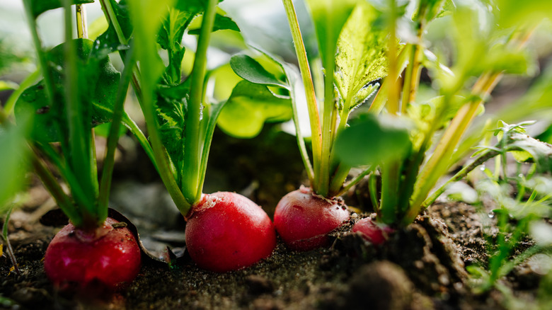 Radish plants pop out of the ground.