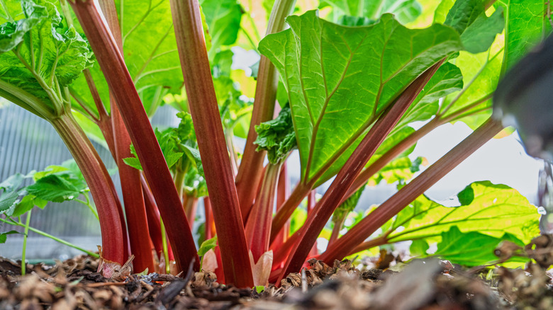 Stalks of rhubarb grow out of the ground.