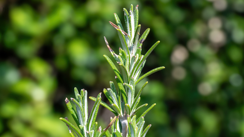 A sprig of rosemary grows outside.