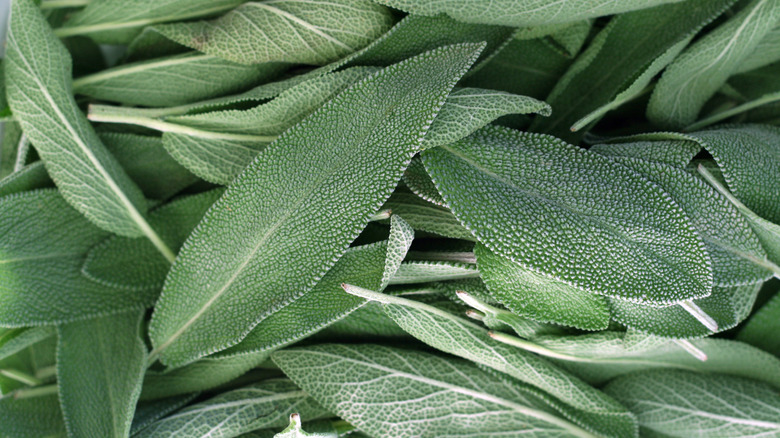 A close-up of lots of sage leaves.