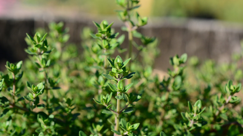 A thyme plant grows in a garden.