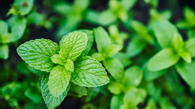 Mint plant on a black background