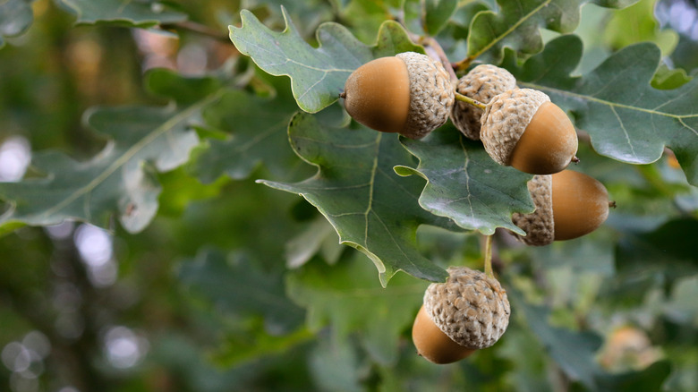 Acorns growing on an oak tree