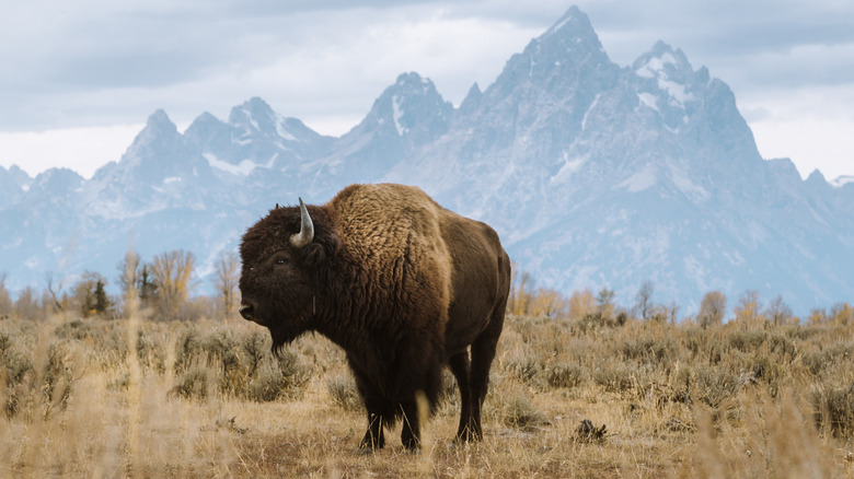 A Bison in Wyoming with large mountains in the background