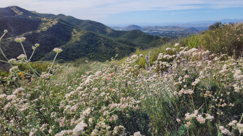 California buckwheat growing with mountains in the background
