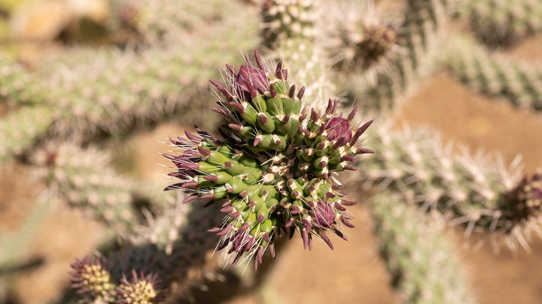 Cholla buds with spikes growing on a cactus