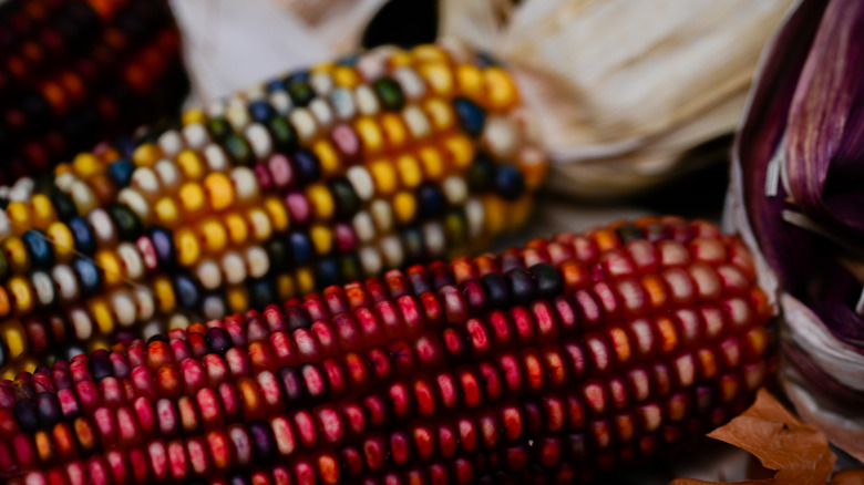 Three ears of dried American Indian corn with natural autumn colors in kernels
