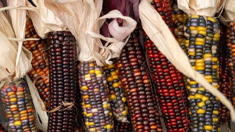 Purple and multicolor corn cobs with dried husks