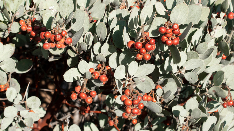 Red Manzanita berries growing in the wild
