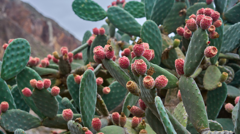 Prickly pear cactus with pink ripe fruits