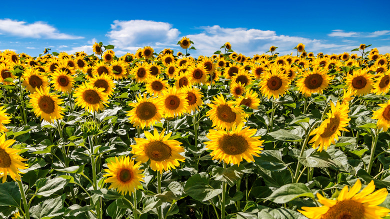 A dense field of blooming sunflowers with blue skies in the background