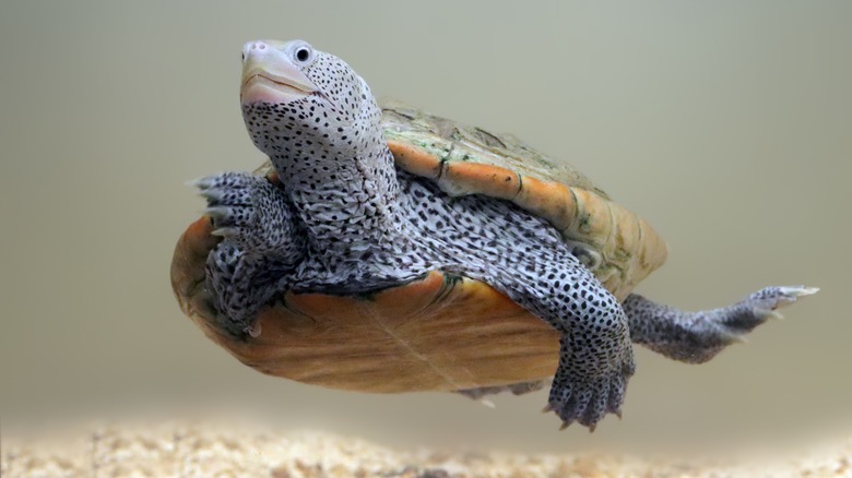 Swimming terrapin