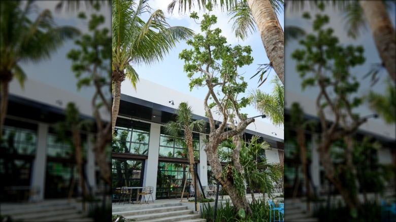 Exterior of tropical beer garden with tables and palm trees