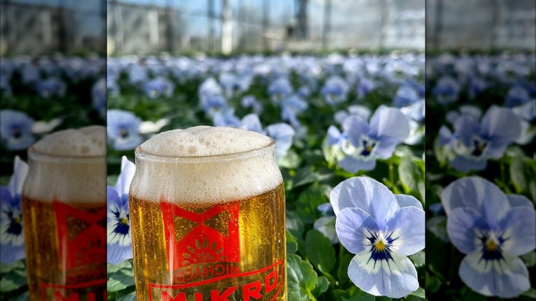 Beer mug against a blurred background of greenhouse flowers