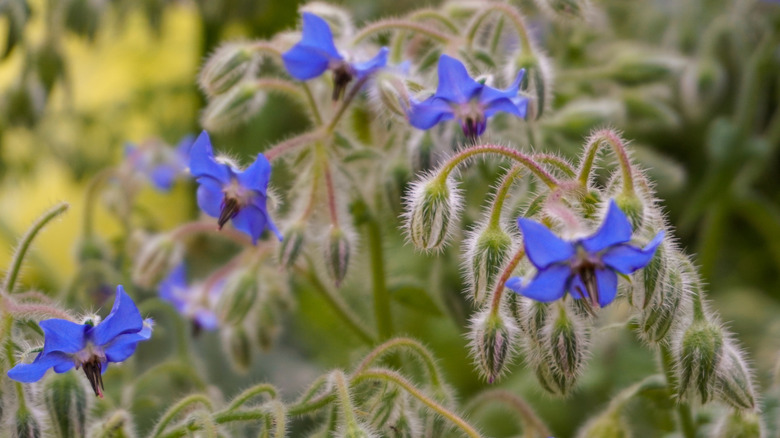 Borage plant with purple flowers