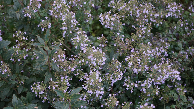 Calamint plant with purple flowers
