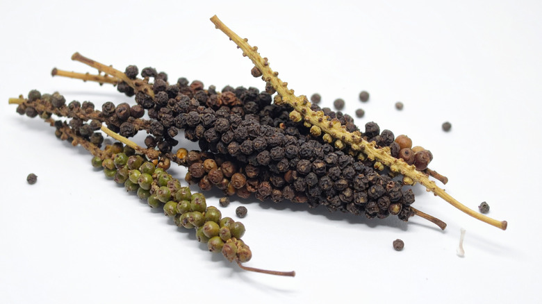 Grains of paradise on stems