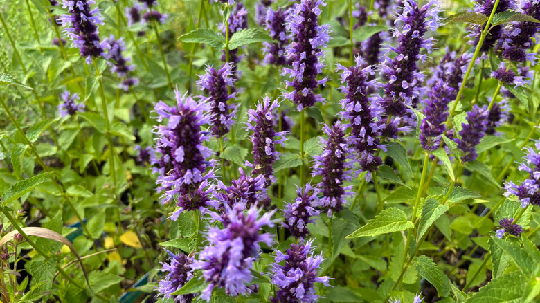 Hyssop plant with purple flowers