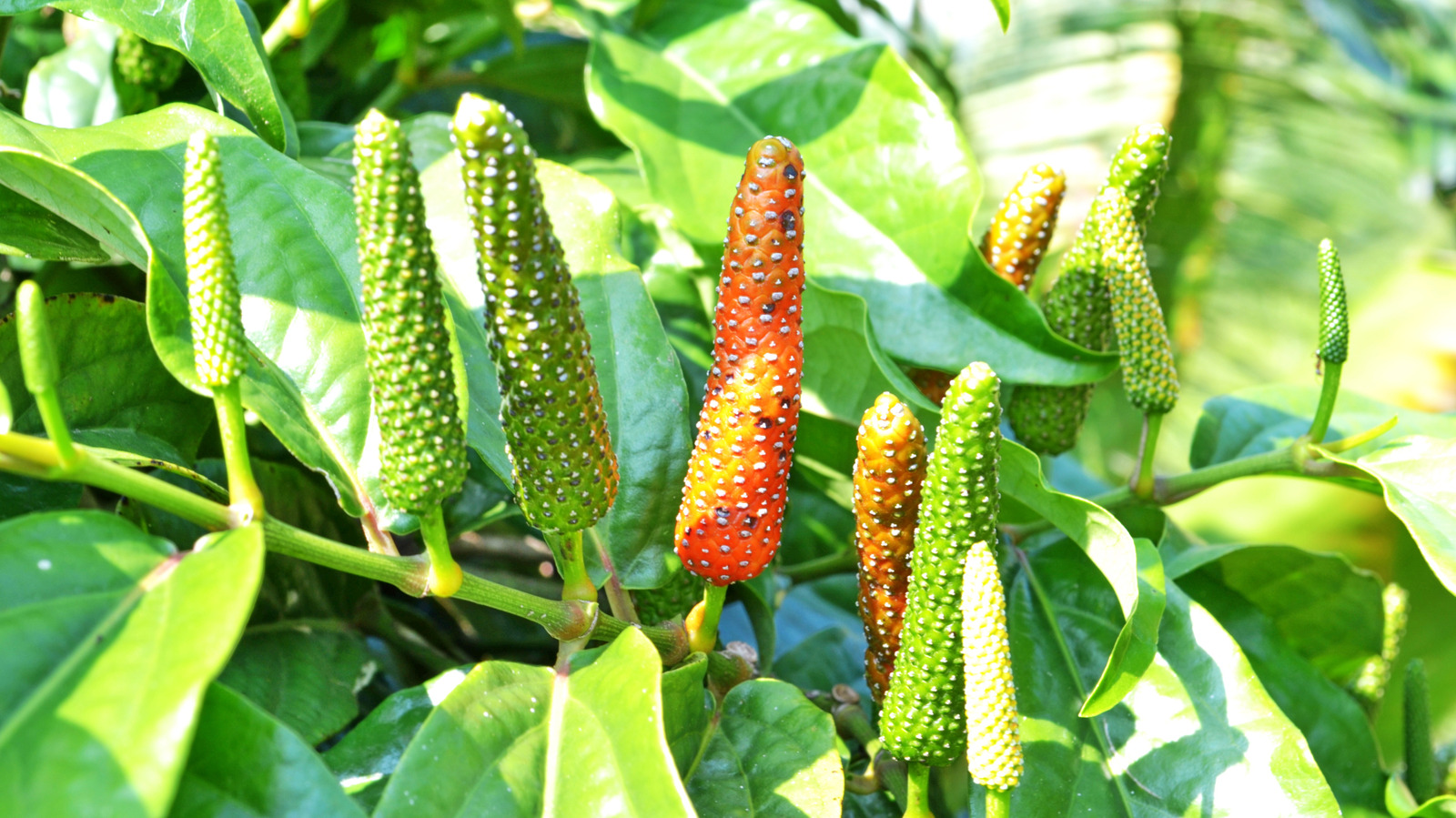 15 Once-Popular Seasonings No One Remembers Anymore