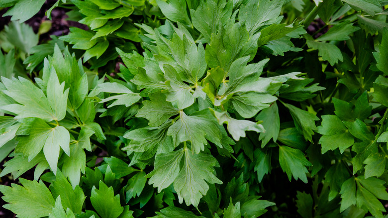 Lovage leaves