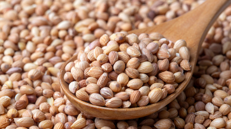 Wooden spoon holding mahlab seeds on bed of mahlab