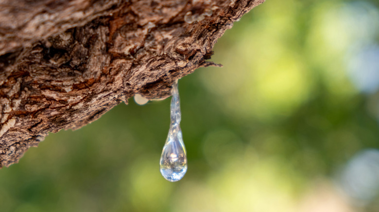 A mastic resin tear dripping from a tree