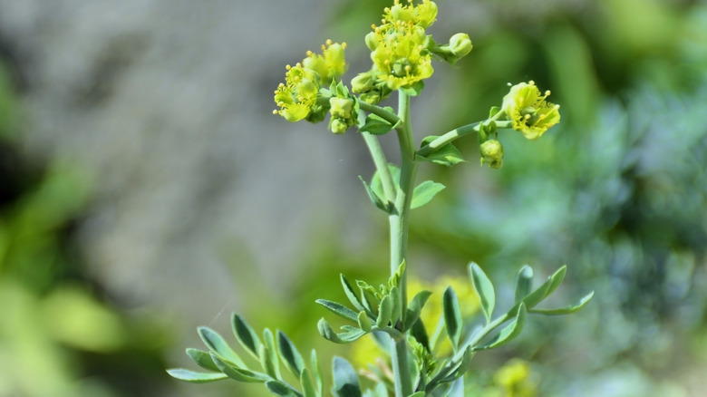 Rue plant with yellow flowers