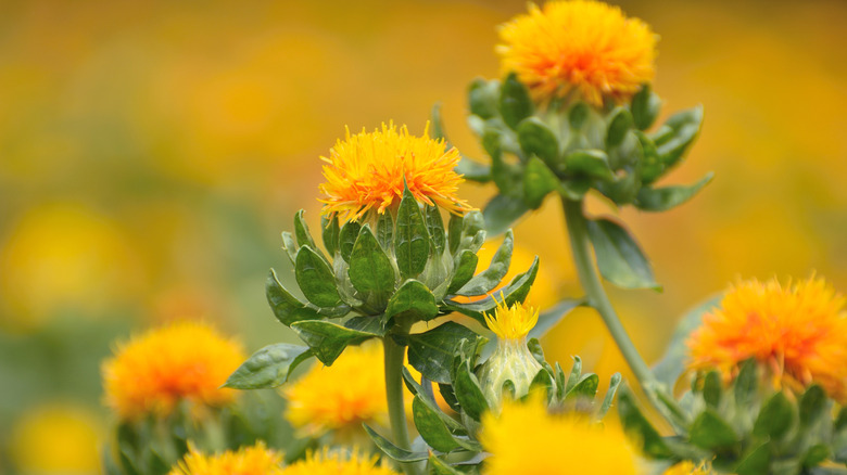 Safflower plant with yellow-orange flowers