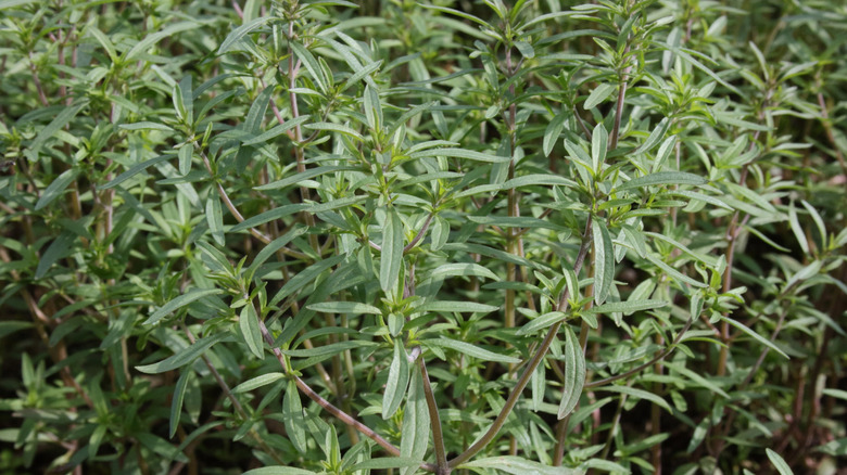 Summer savory plant