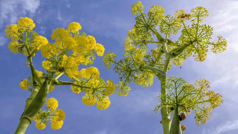 Fennel with yellow flowers