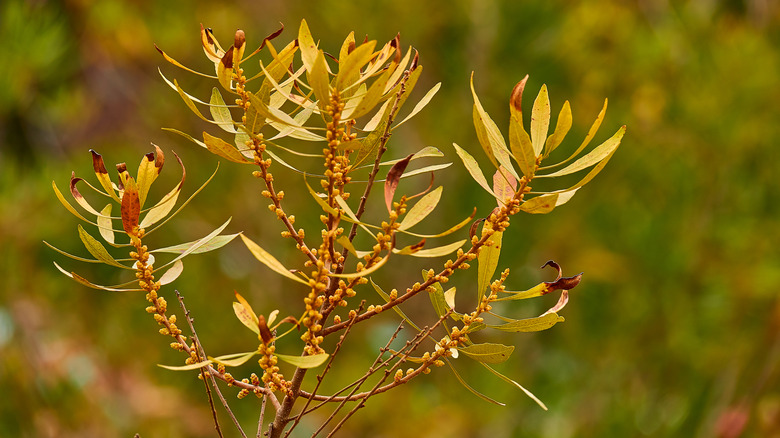Sweetgale bush with fruits